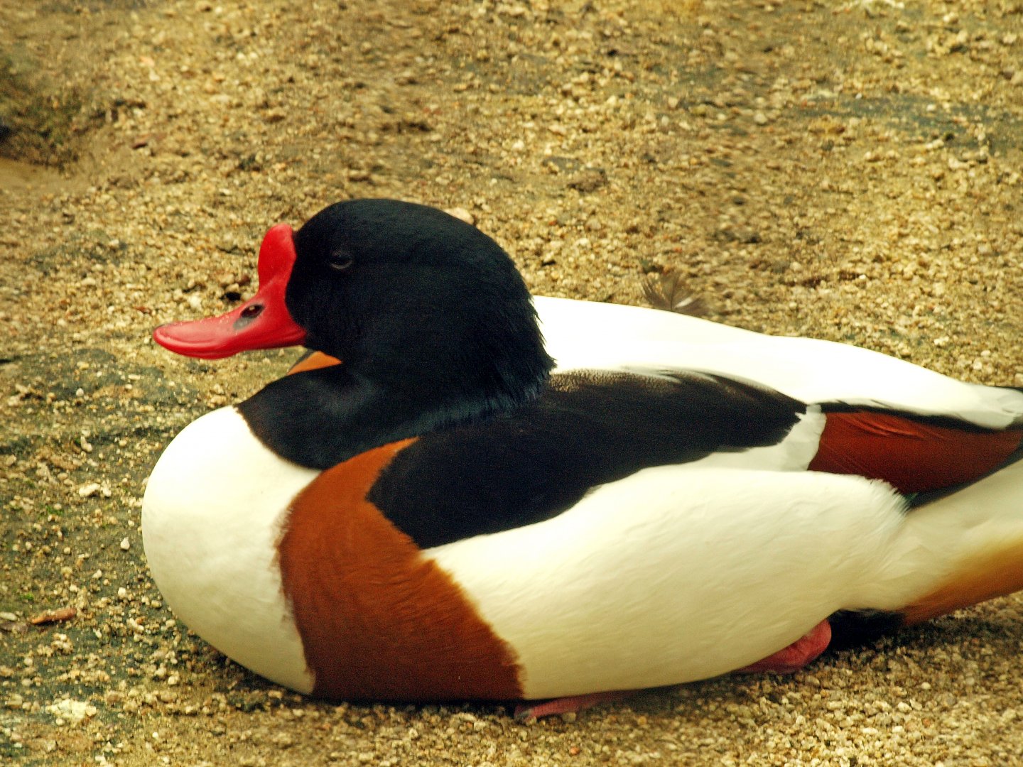 Common shelduck
