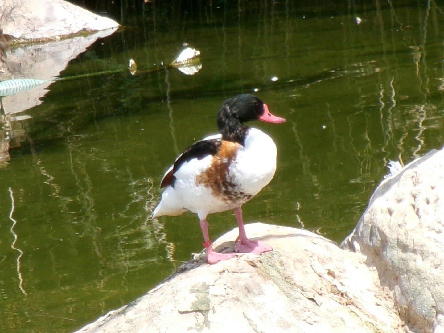 Common shelduck