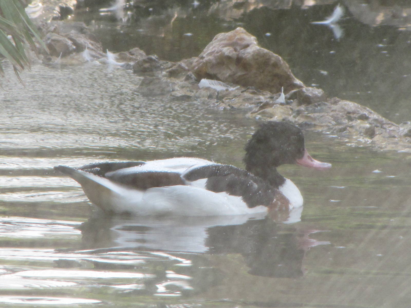 common shelduck