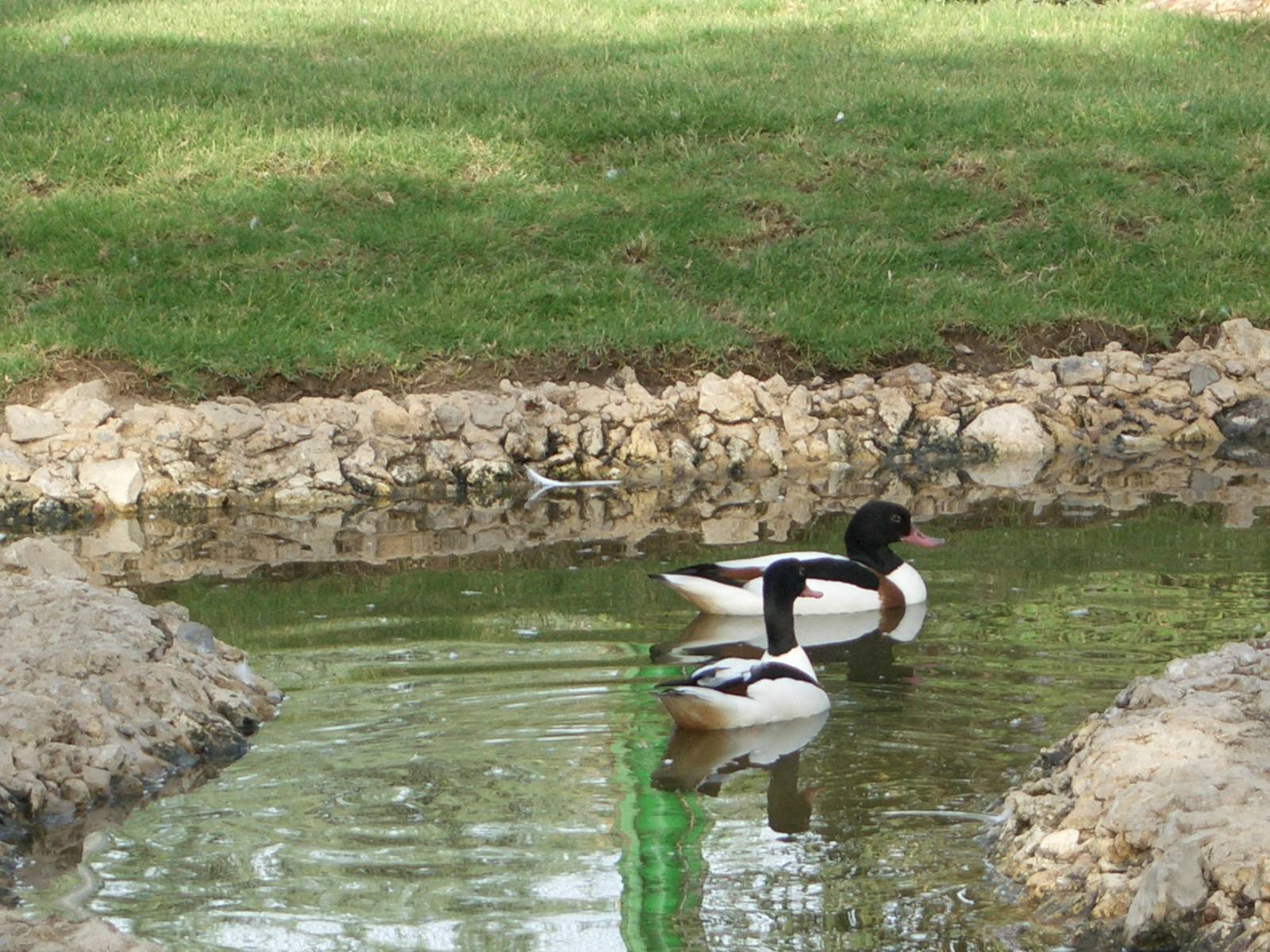 common shelduck