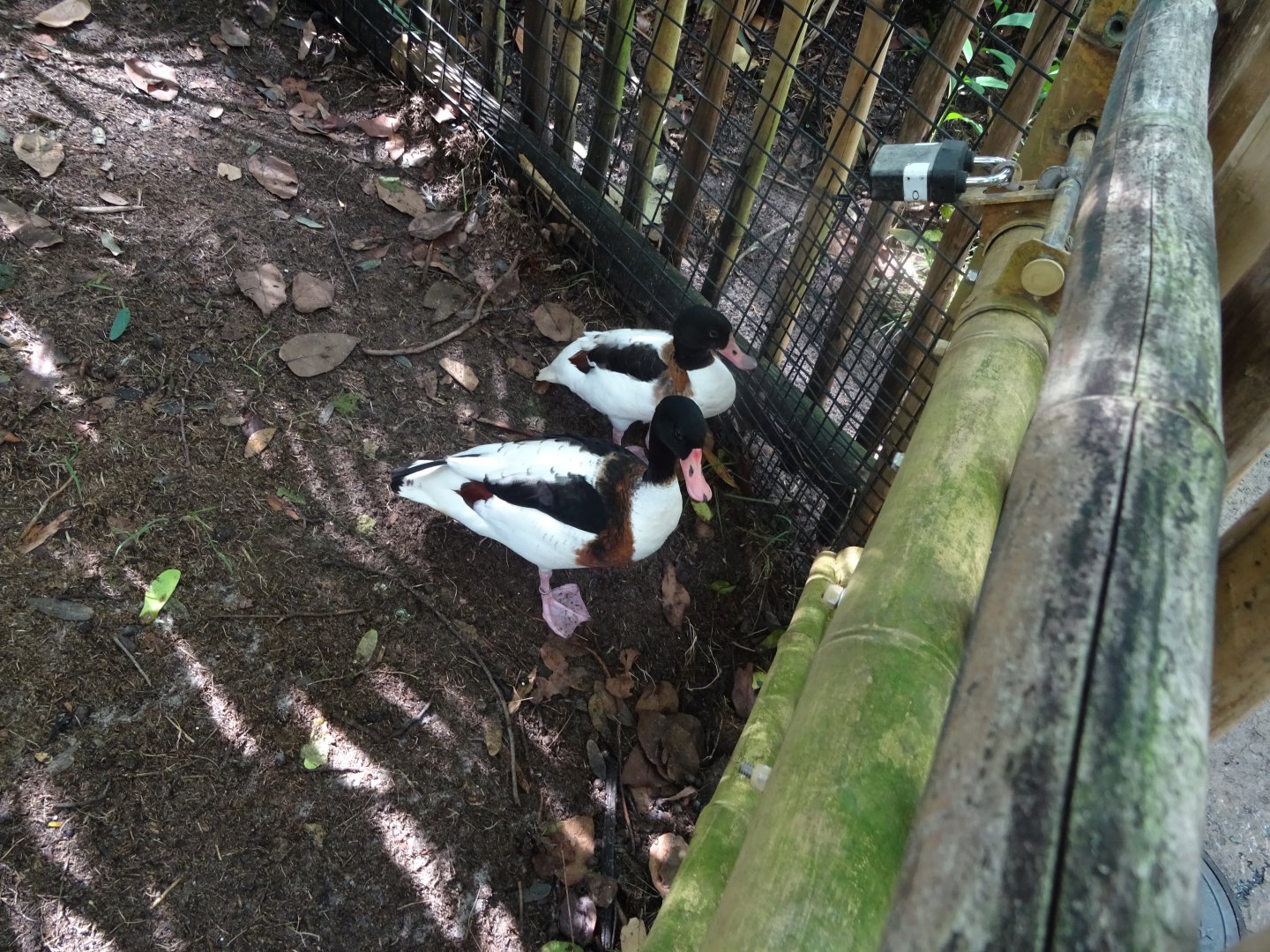 Common Shelducks at Disney's Animal Kingdom (2014)