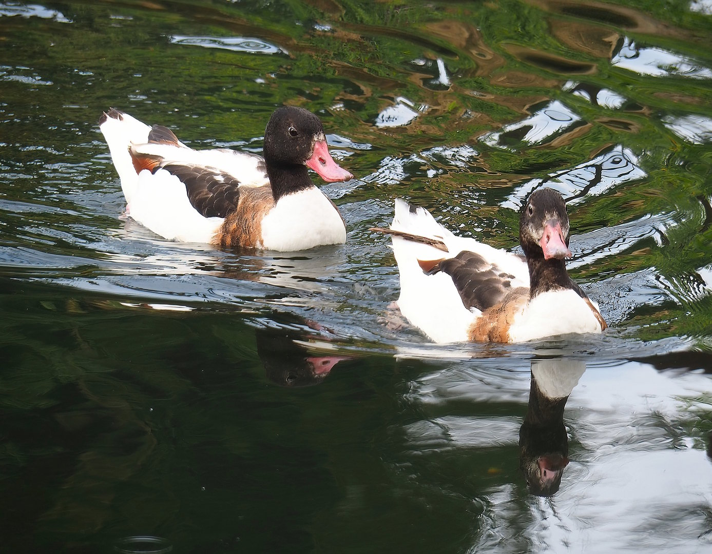 Common shelducks (Tadorna tadorna), 2022-08-20