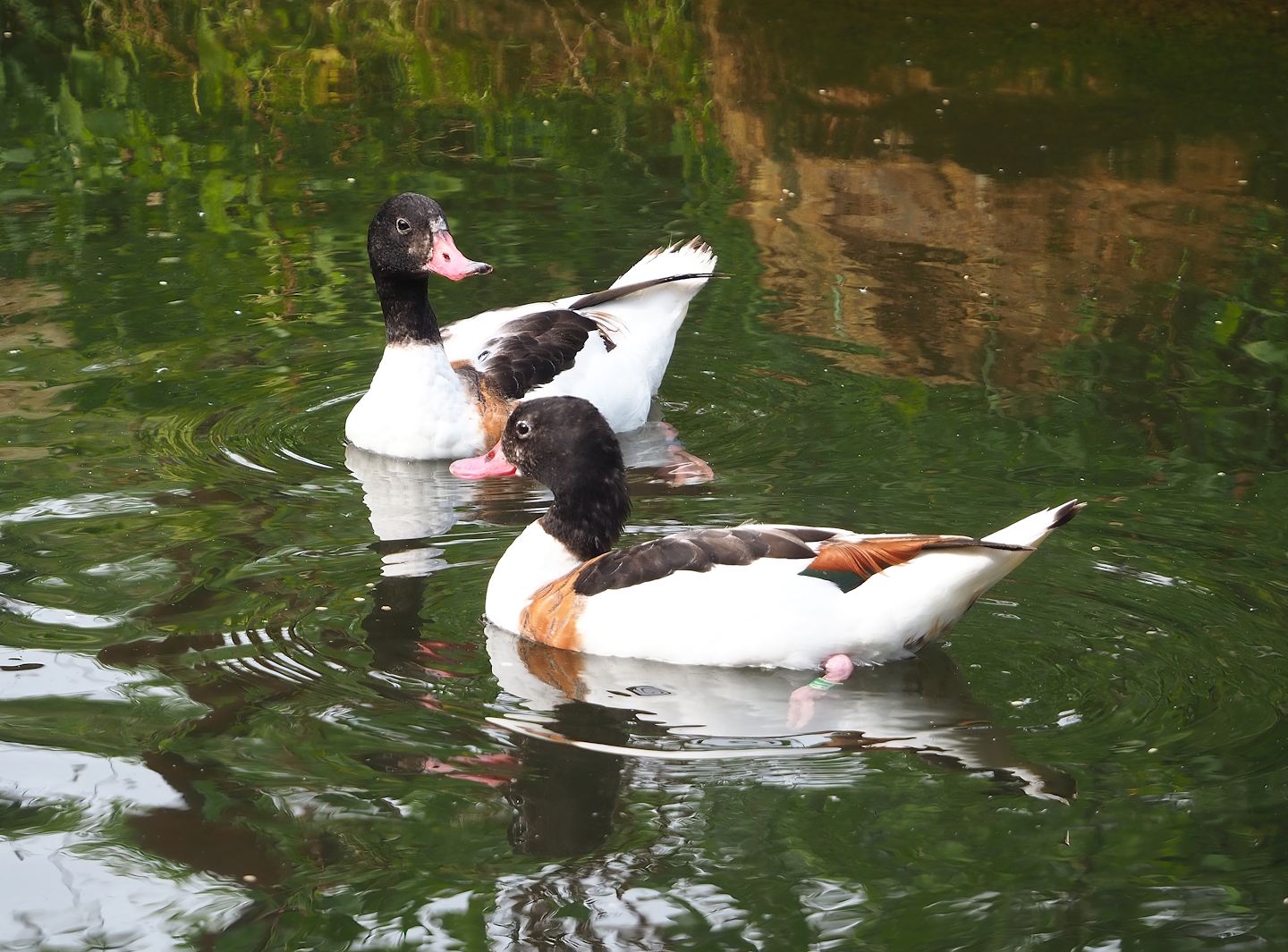 Common shelducks (Tadorna tadorna), 2023-07-18