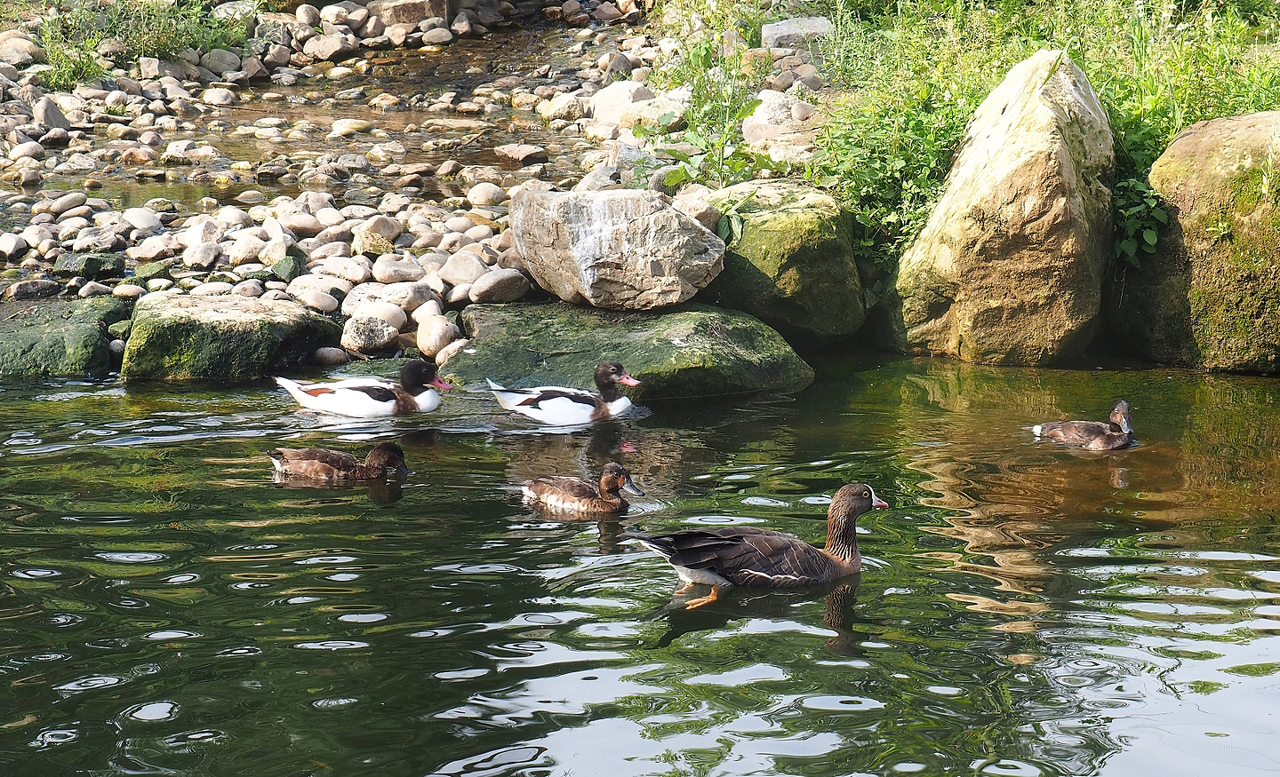 Common shelducks (Tadorna tadorna), Baer's pochards (Aythya baeri) and Lesser white-fronted goose (Anser erythropus), 2022-08-20