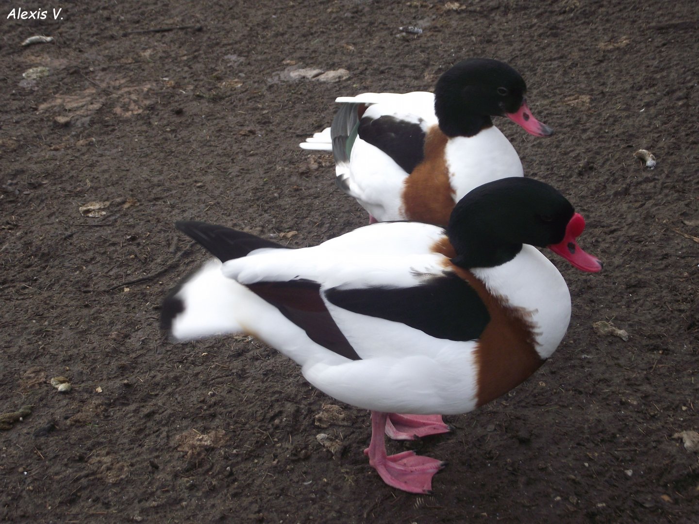 Common Shelducks - Zooparc de Beauval - 12/01/2025