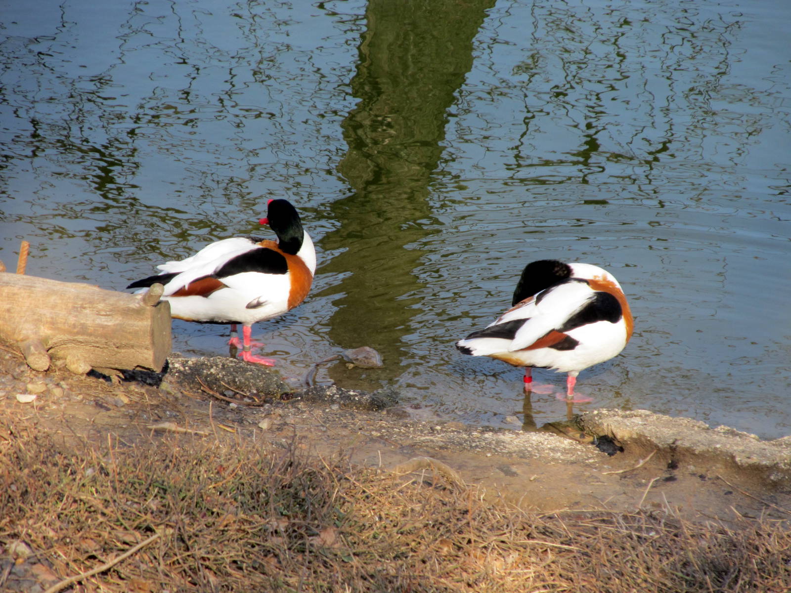 Common Shelducks