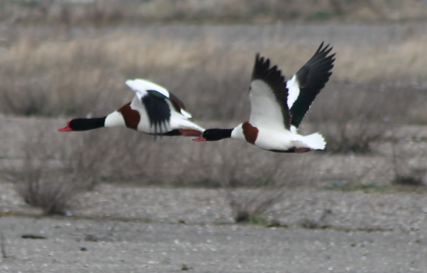 Common shelducks