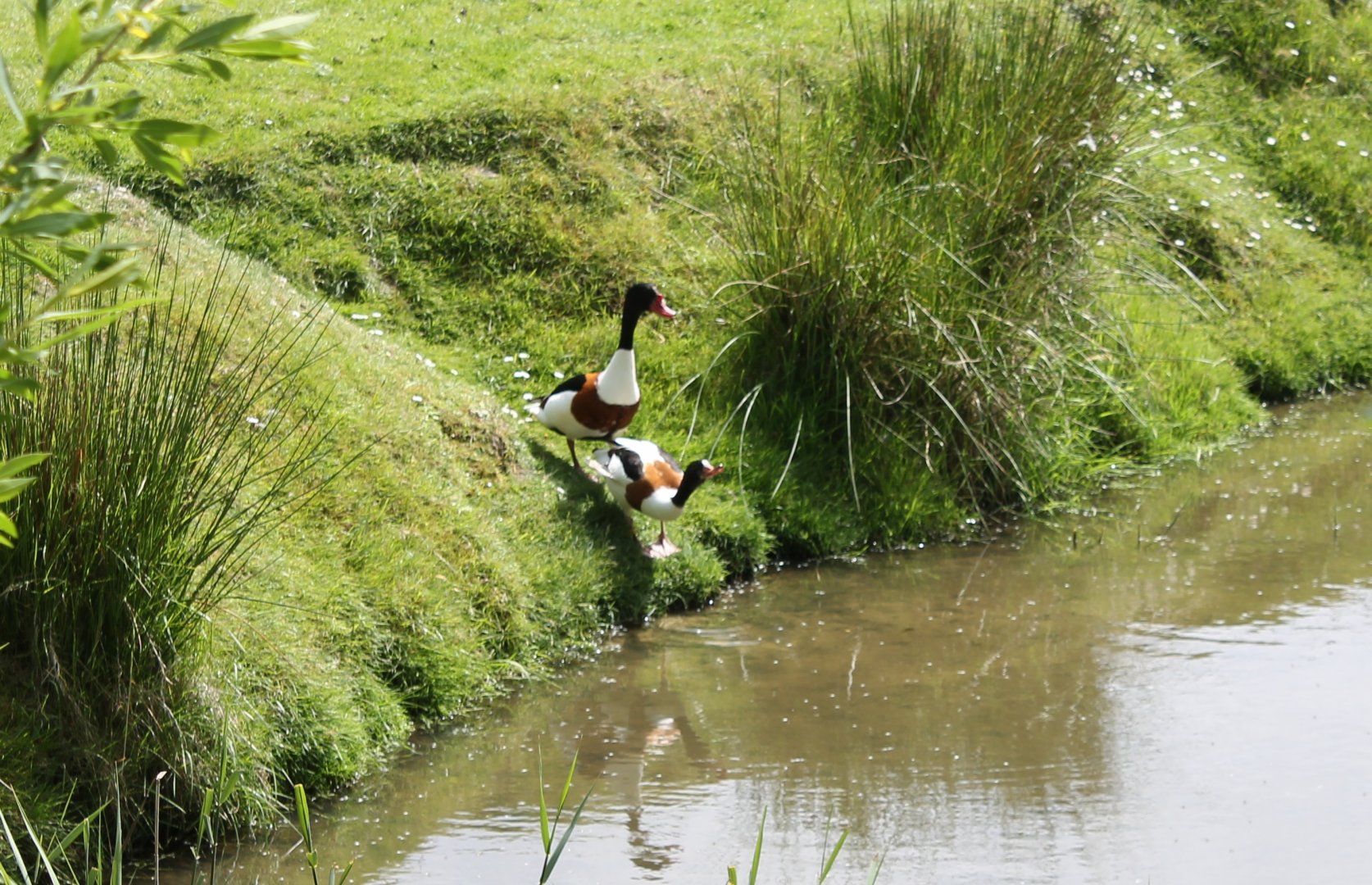 Common shelducks