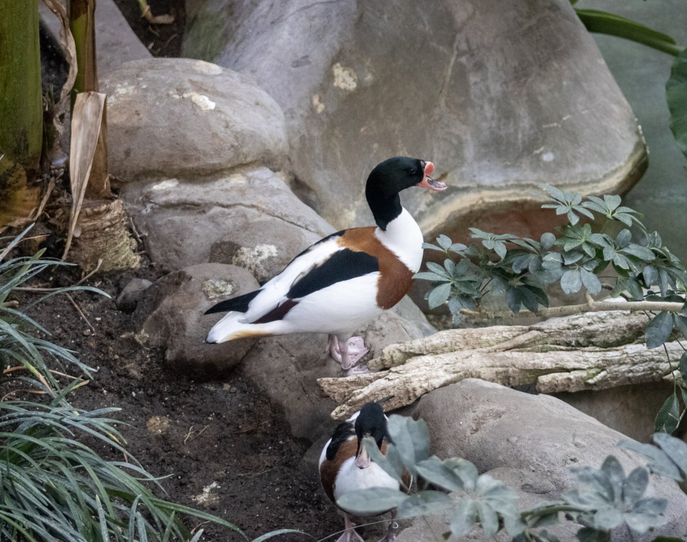 Common Shelducks