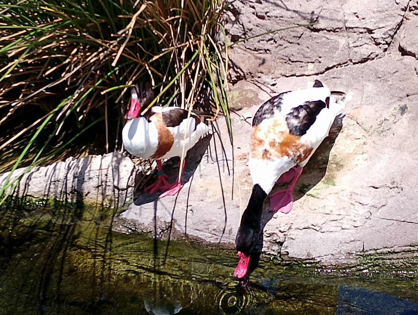 Common shelducks
