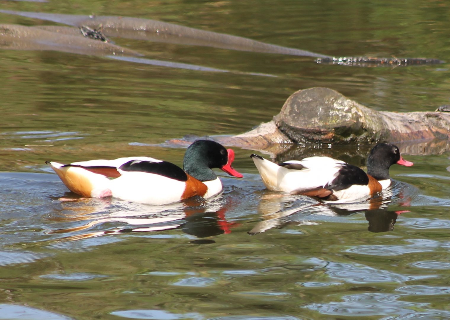 Common shellducks
