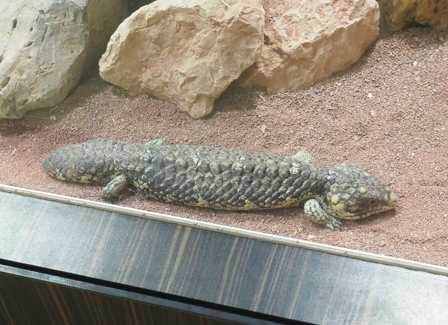 Common shingleback (Tiliqua rugosa rugosa), 2022-03-16