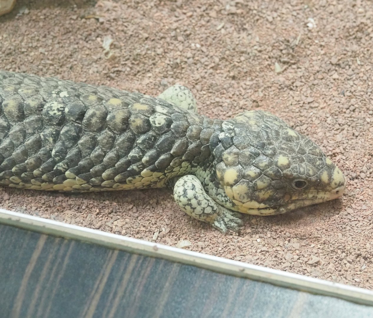 Common shingleback (Tiliqua rugosa rugosa), 2022-03-16