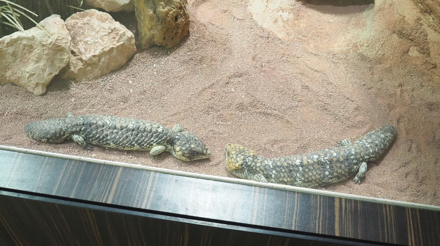 Common shinglebacks (Tiliqua rugosa rugosa), 2022-03-16