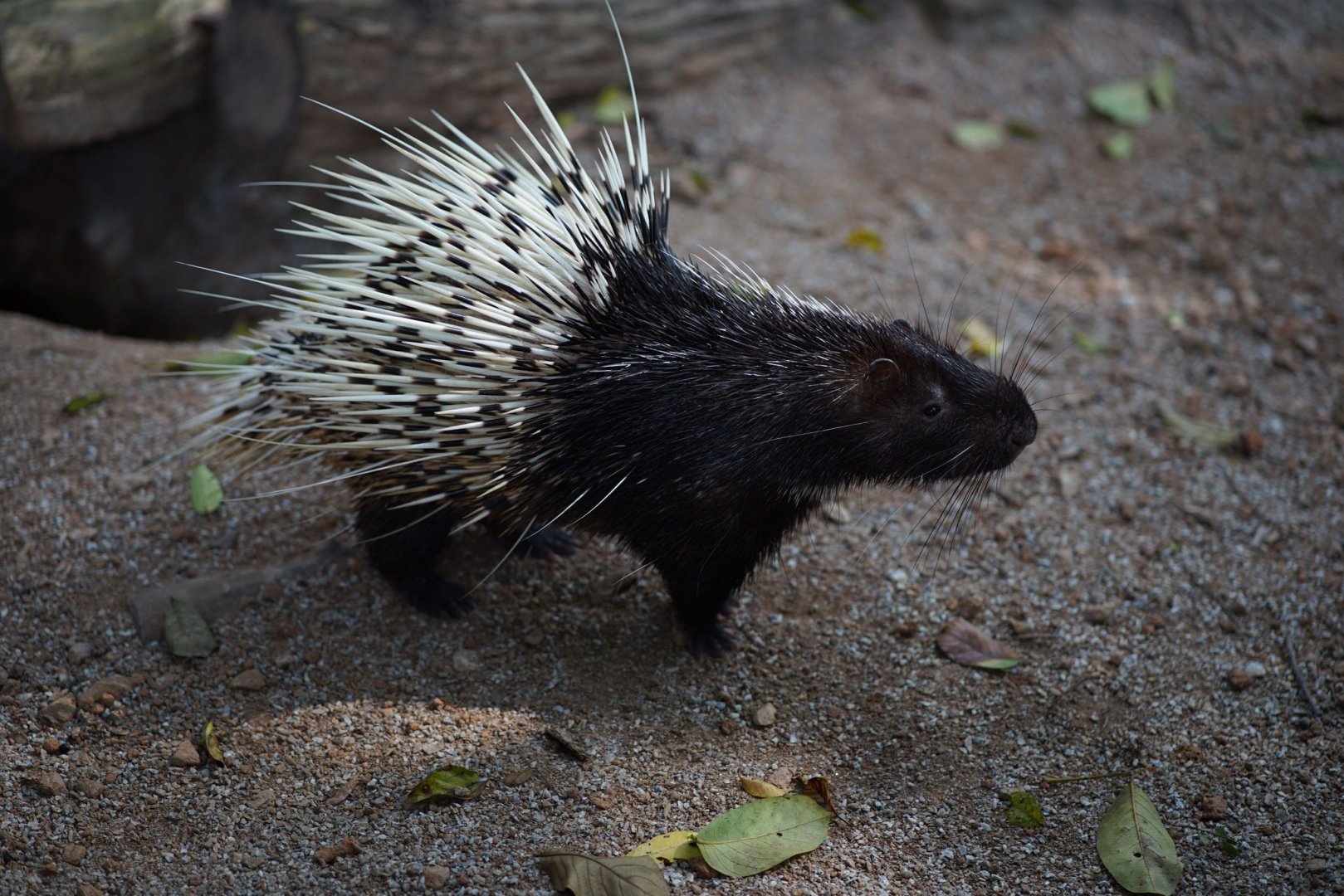 Common short-tailed porcupine
