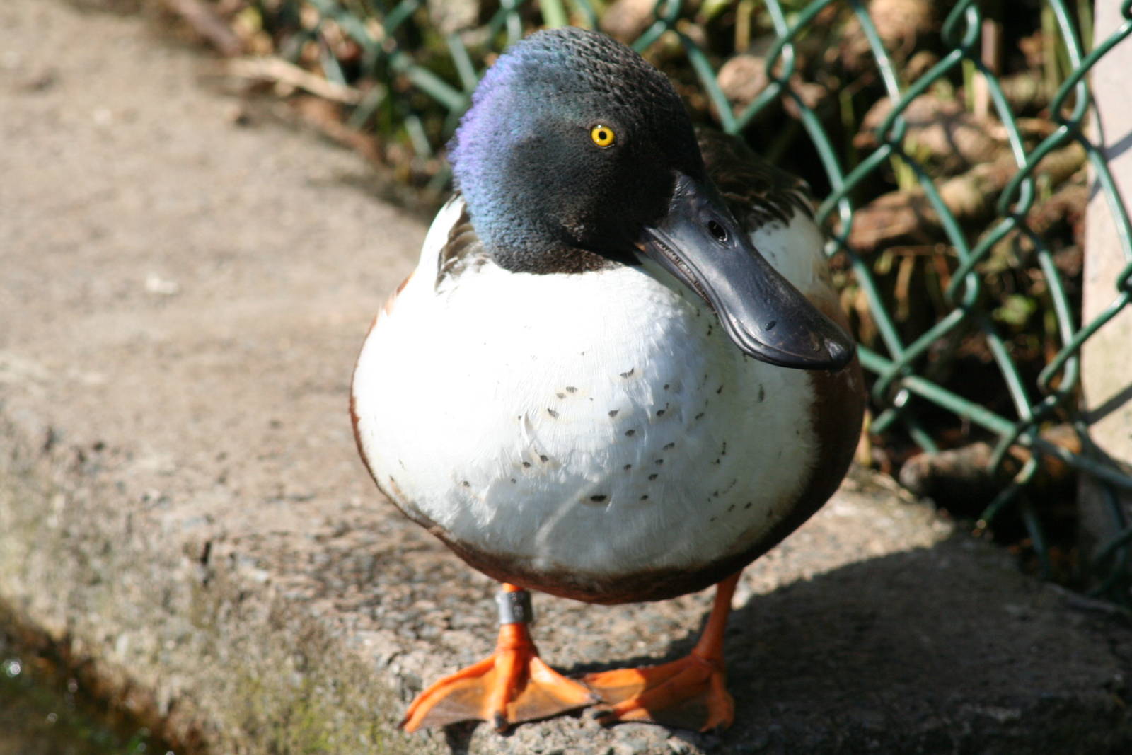 Common shoveler - Castle Espie WWT 08