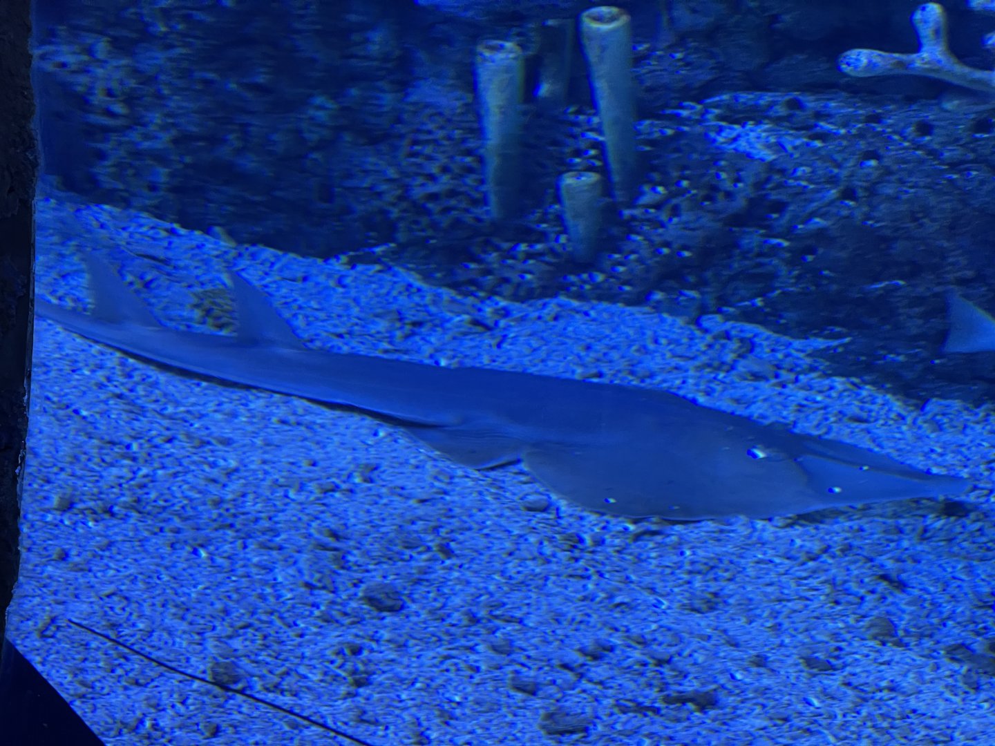 common shovelnose ray (glaucostegus typus) - BX Sea
