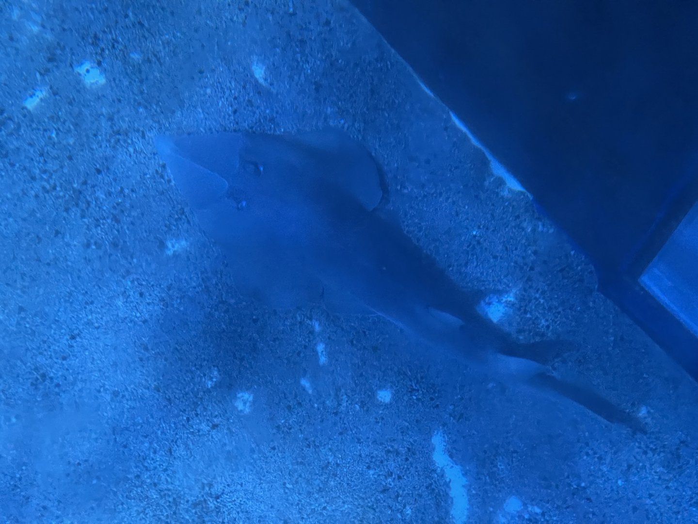 common shovelnose ray (glaucostegus typus) (view from top)