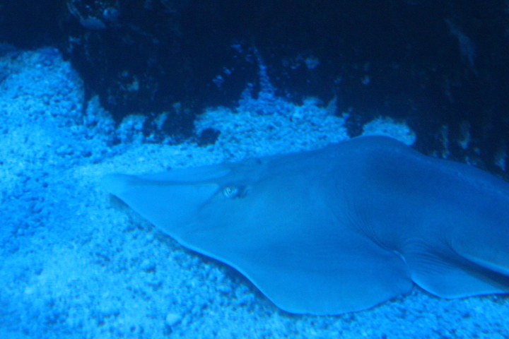 Common shovelnose ray (Glaucostegus typus)