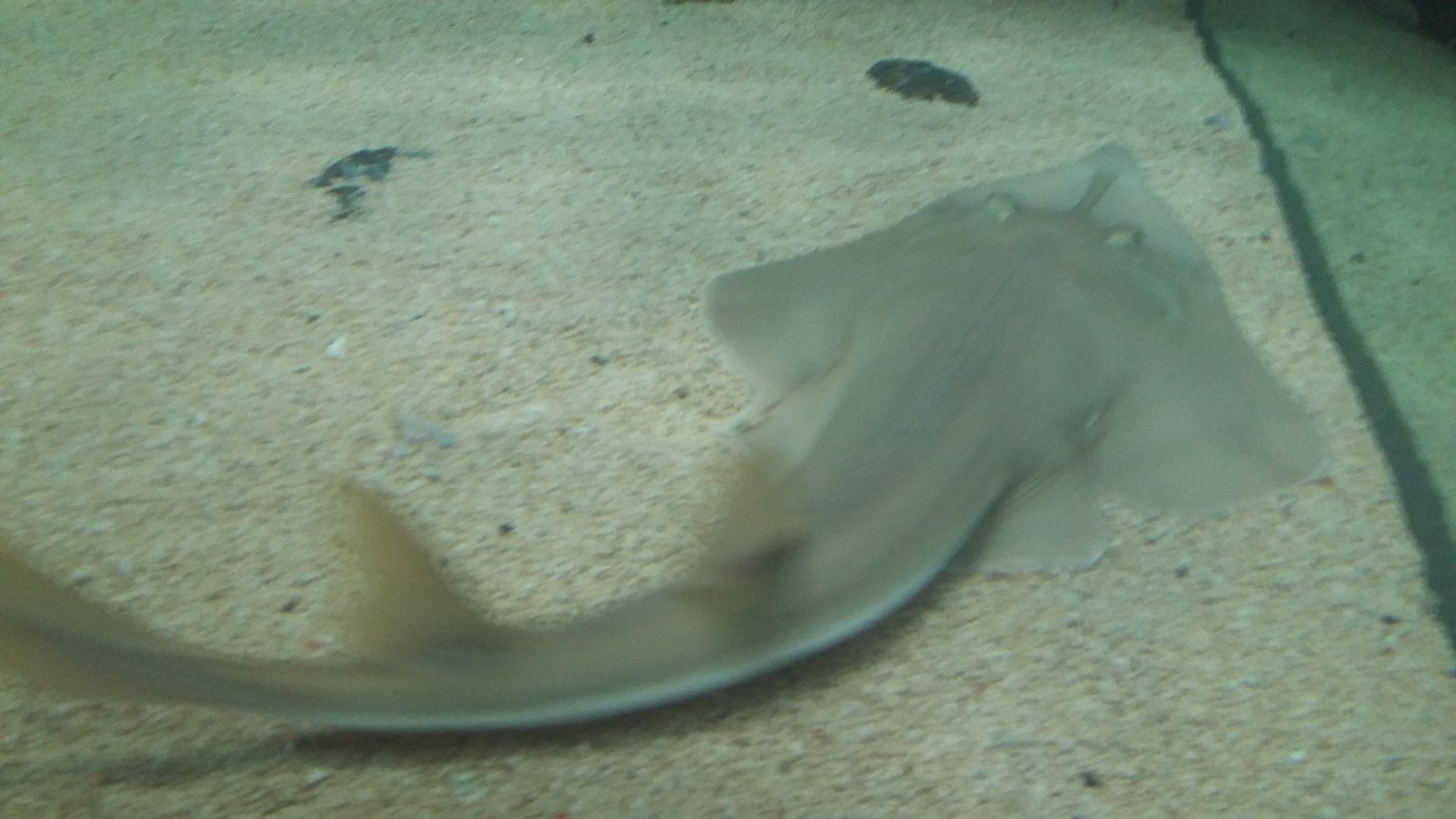 Common shovelnose ray (Glaucostegus typus)