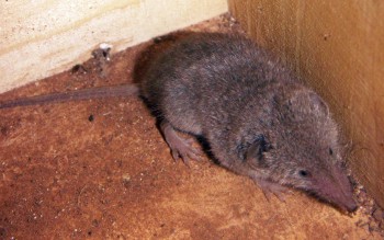 Common Shrew (Crocidura russula)
