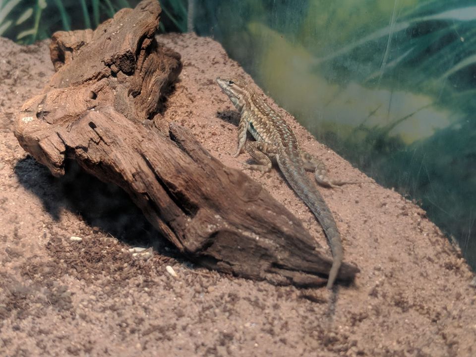 Common side blotched lizard (Uta stansburiana)