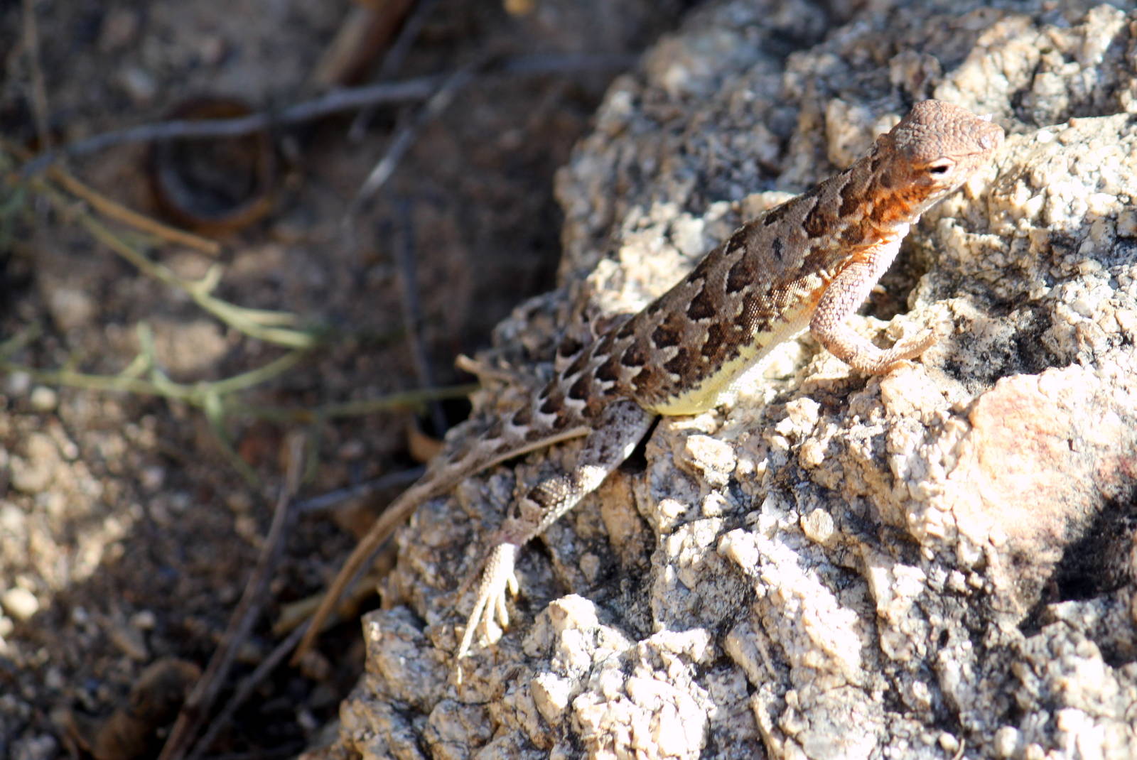 Common Sideblotched Lizard