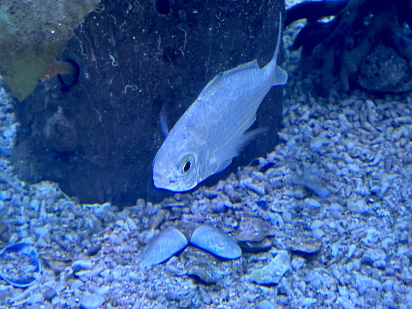 Common silverbiddy (Gerres subfasciatus)