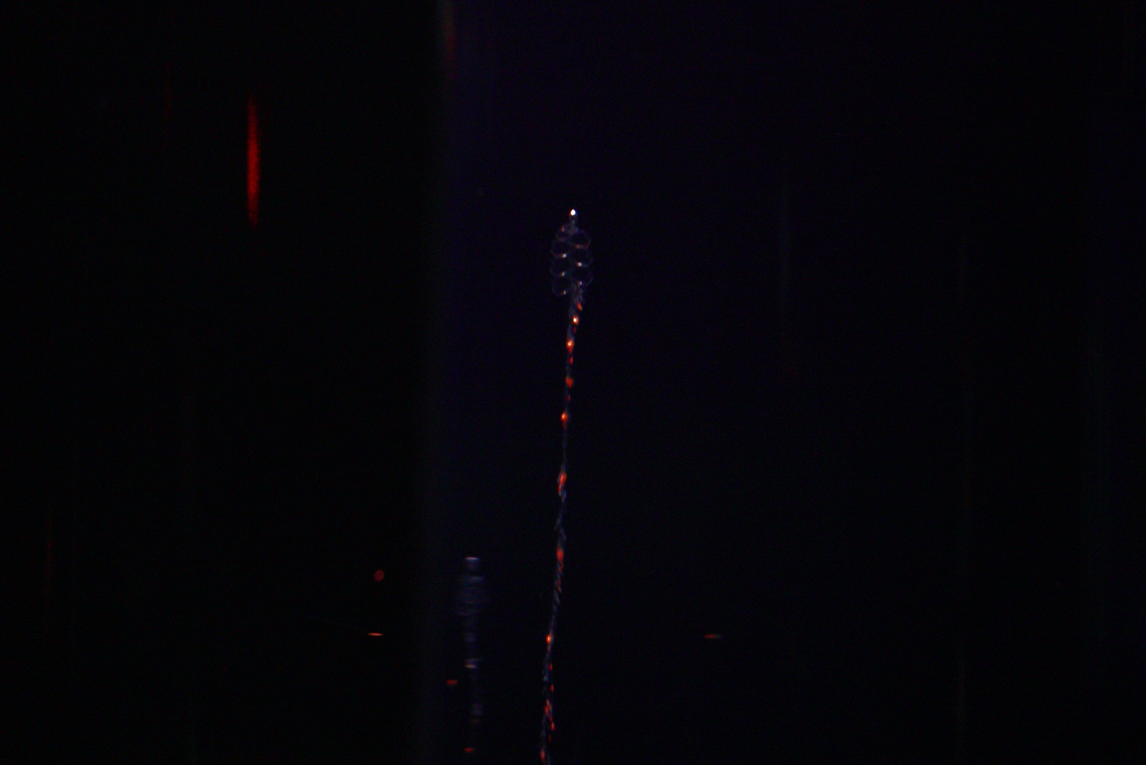 Common Siphonophore (Nanomia Bijuga)