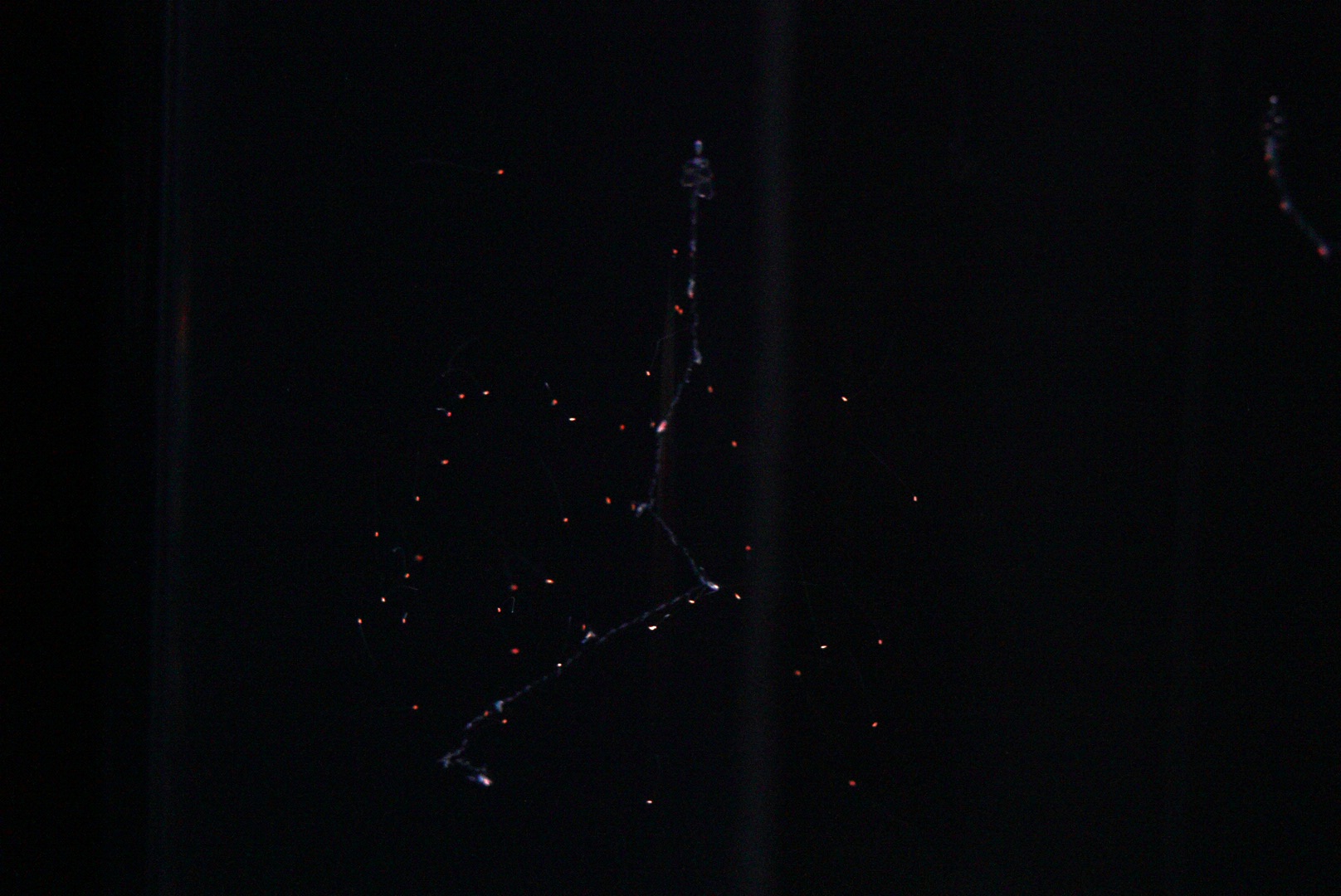 Common Siphonophore (Nanomia Bijuga)