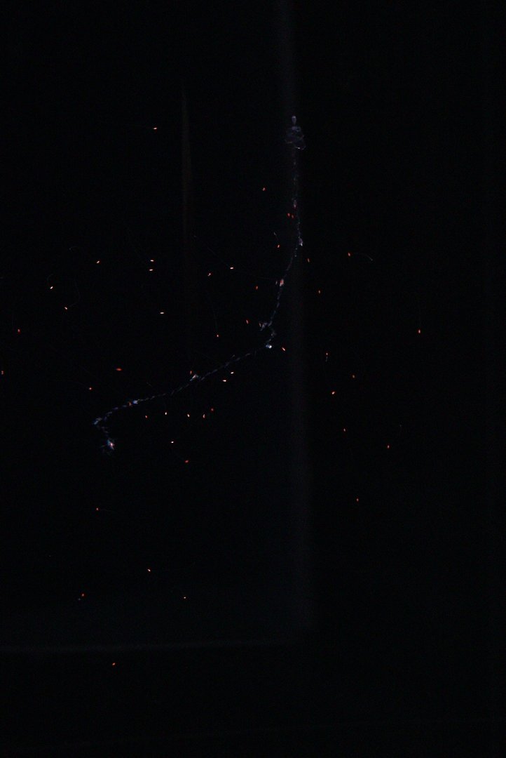 Common Siphonophore (Nanomia Bijuga)