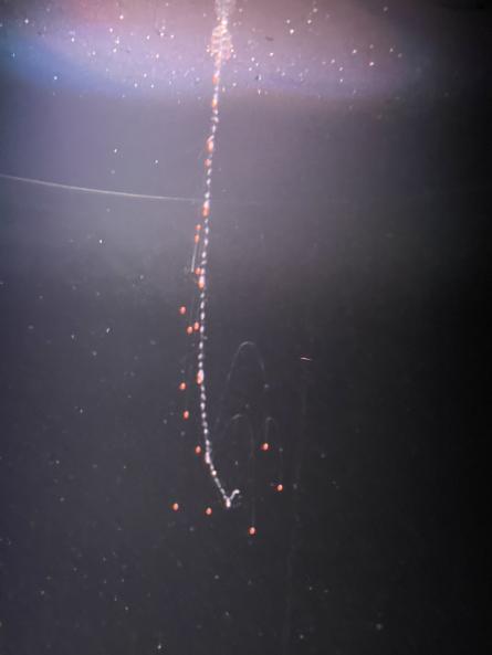 Common siphonophore