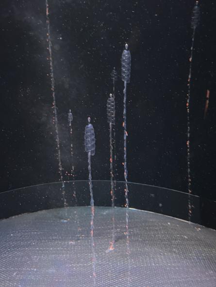 Common siphonophore
