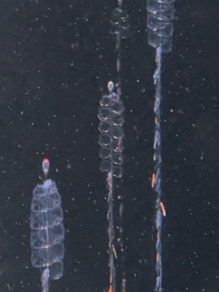 Common siphonophore