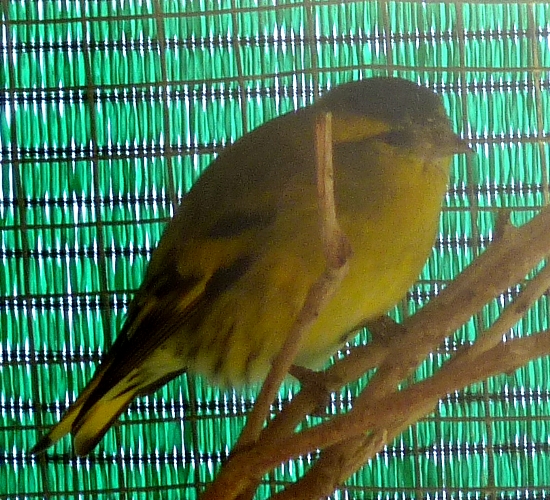 Common siskin (Carduelis spinus)