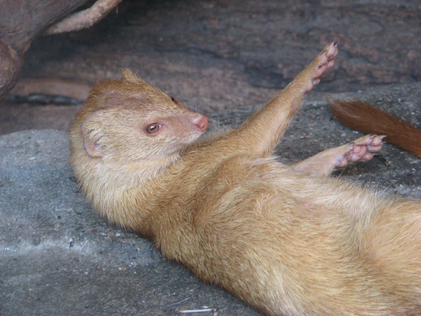 Common slender mongoose - April 2015