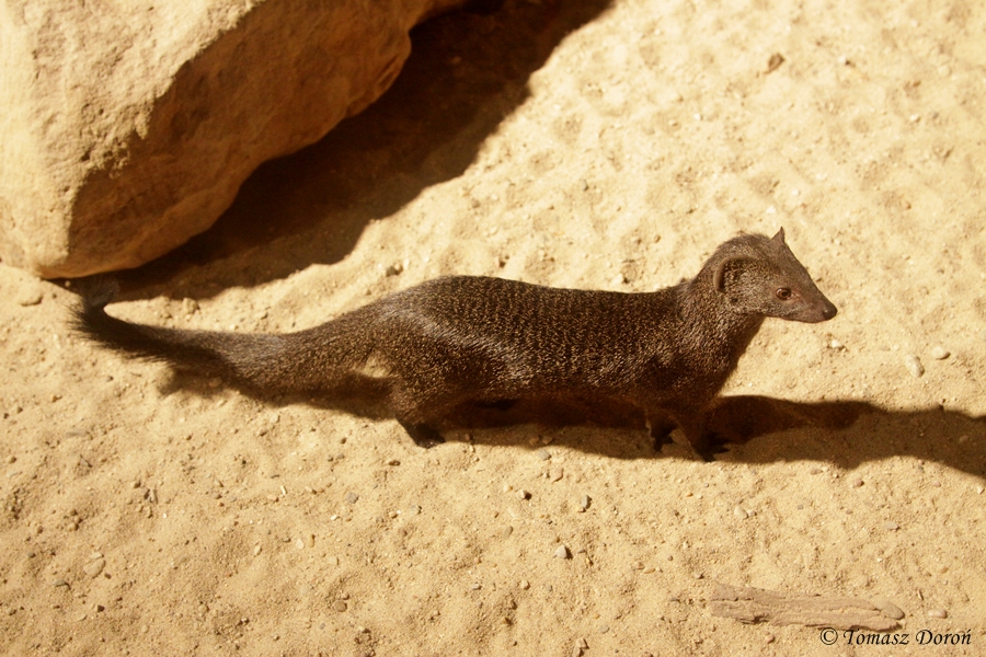 Common Slender Mongoose (Herpestes sanguineus) dark morph from Pavilion: Af