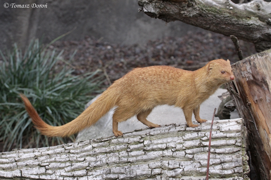Common Slender Mongoose (Herpestes sanguineus)