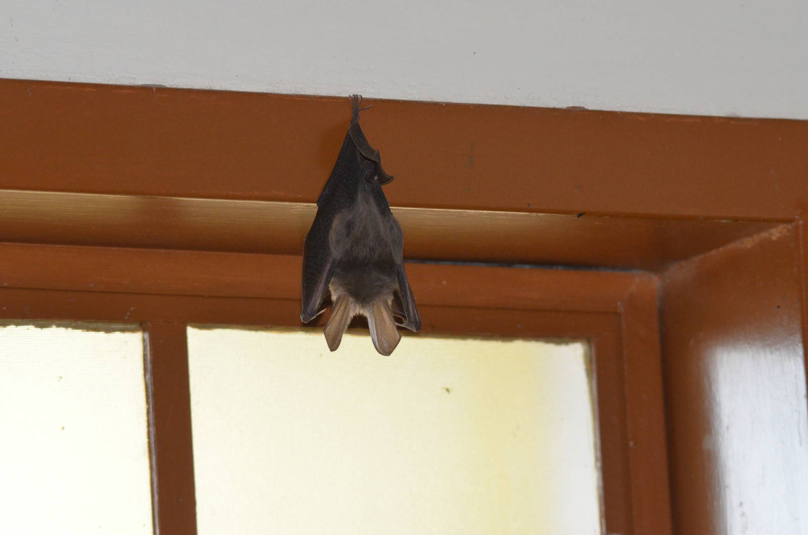 Common Slit-faced Bat, Moremi Game Reserve, Botswana, 30/04/16