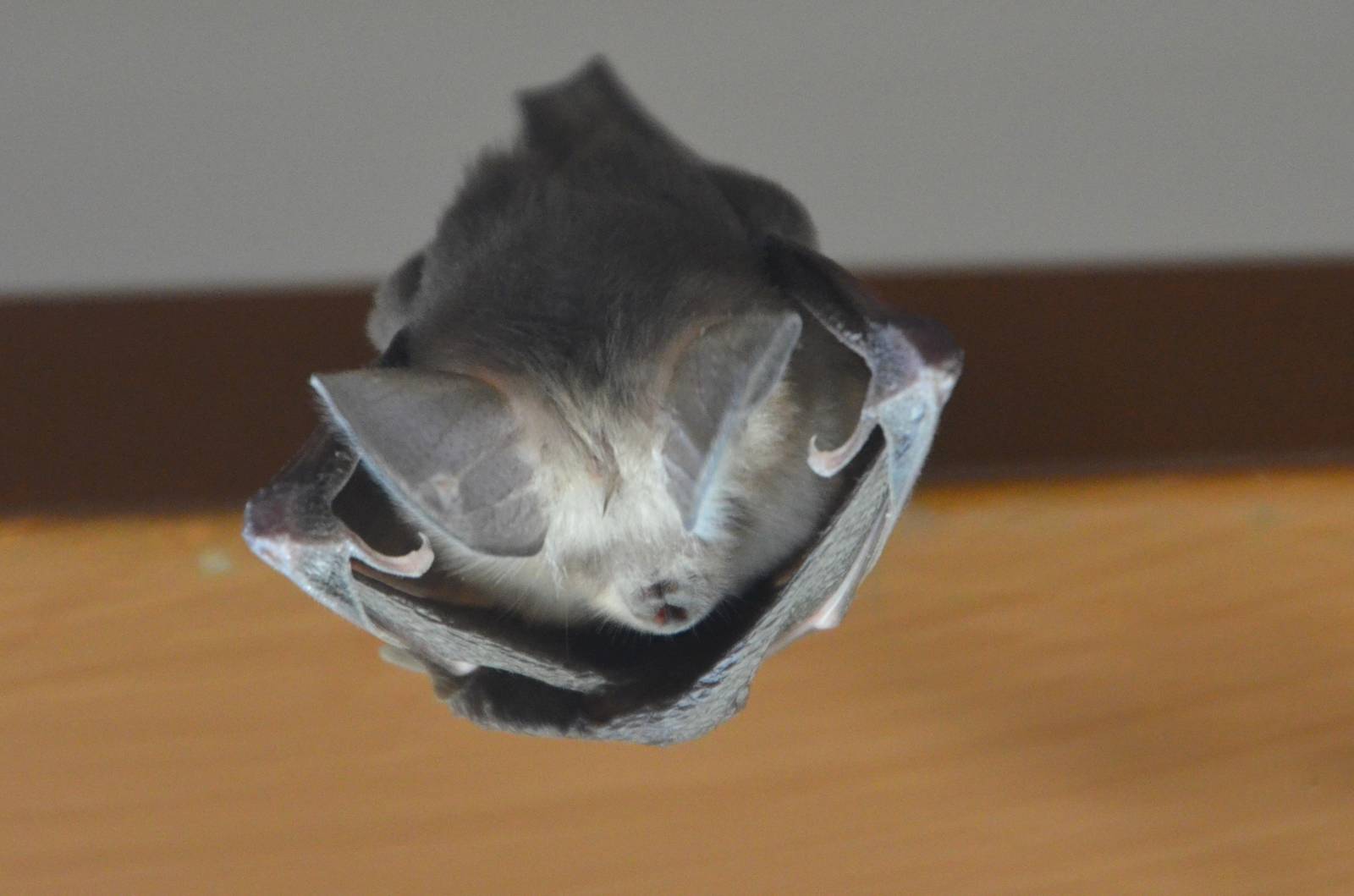 Common Slit-faced Bat, Moremi Game Reserve, Botswana, 30/04/16