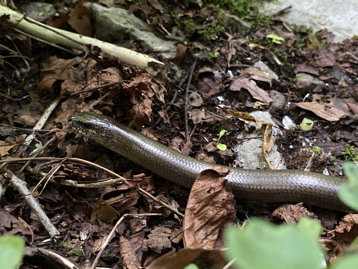 Common Slow Worm (Anguis fragilis)
