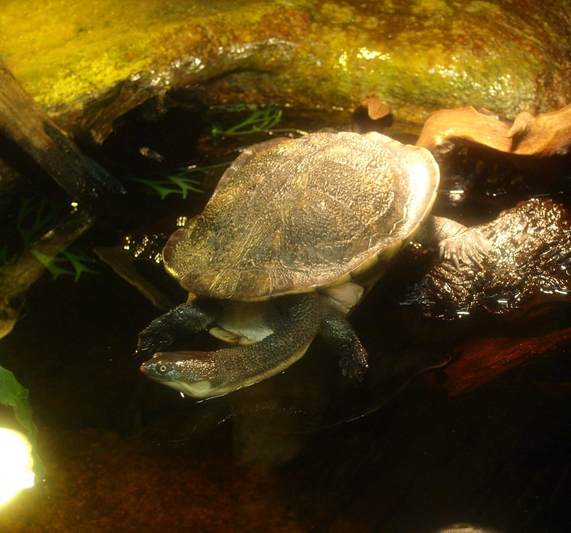 Common snake-necked turtle (Chelodina longicollis), 2017-02-06
