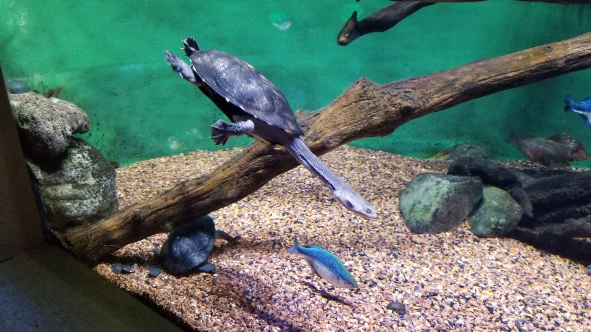 Common snake-necked turtle, rainbowfish