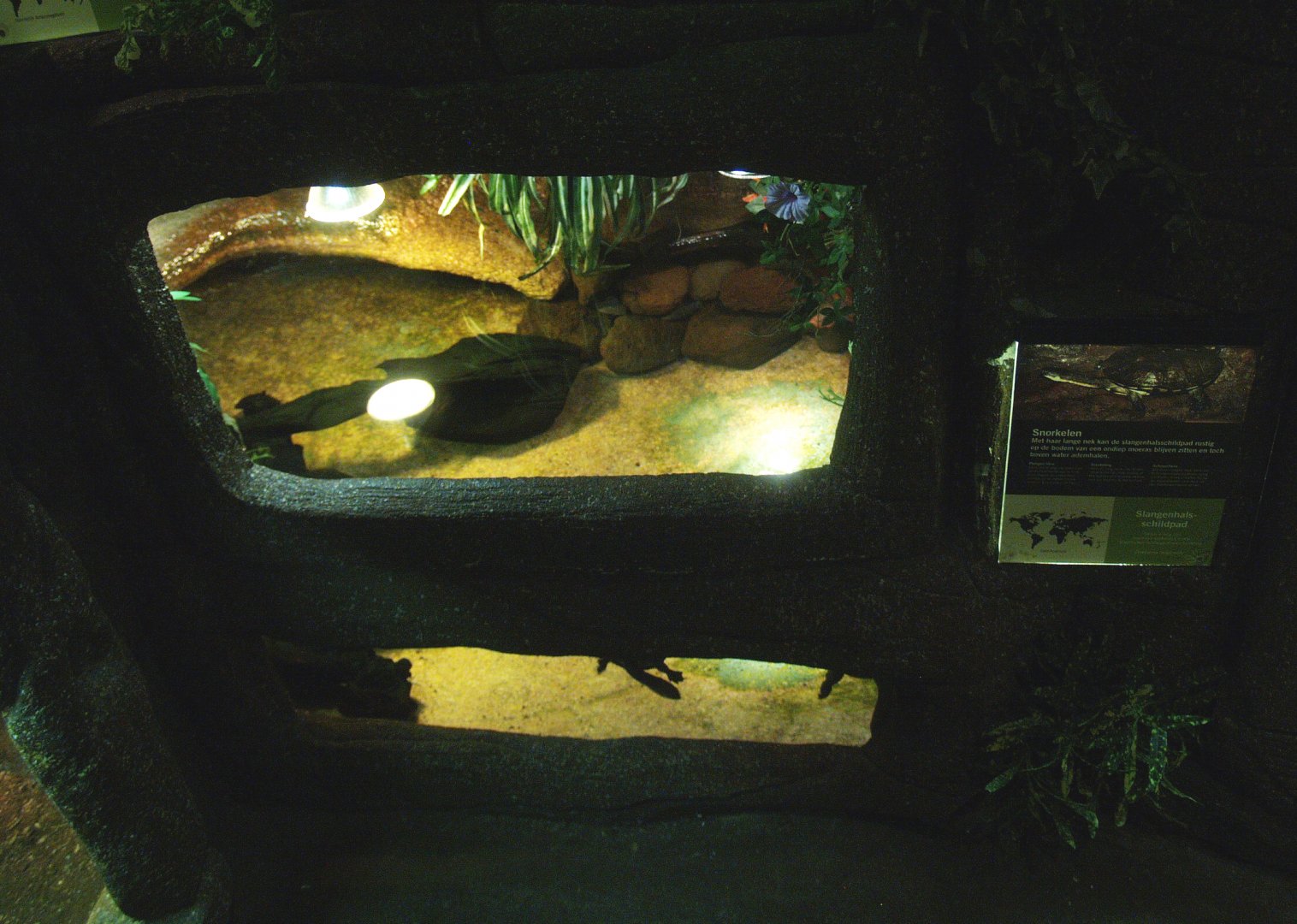 Common snake-necked turtle terrarium, 2014-02-16