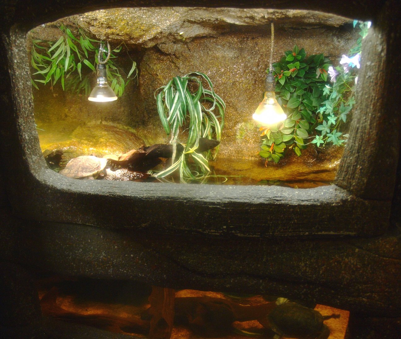 Common snake-necked turtle terrarium, 2017-02-06