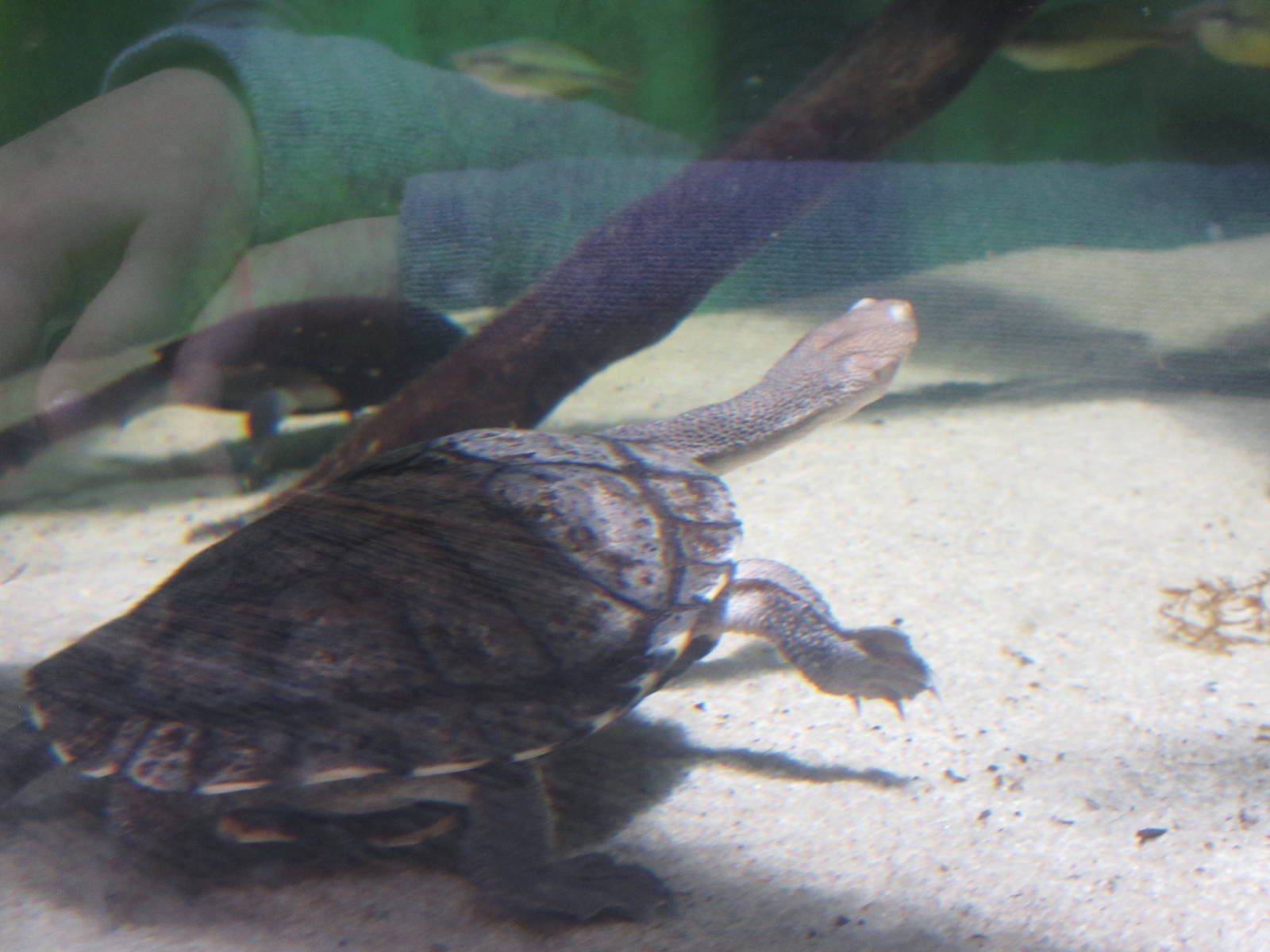 Common Snake-Necked Turtle