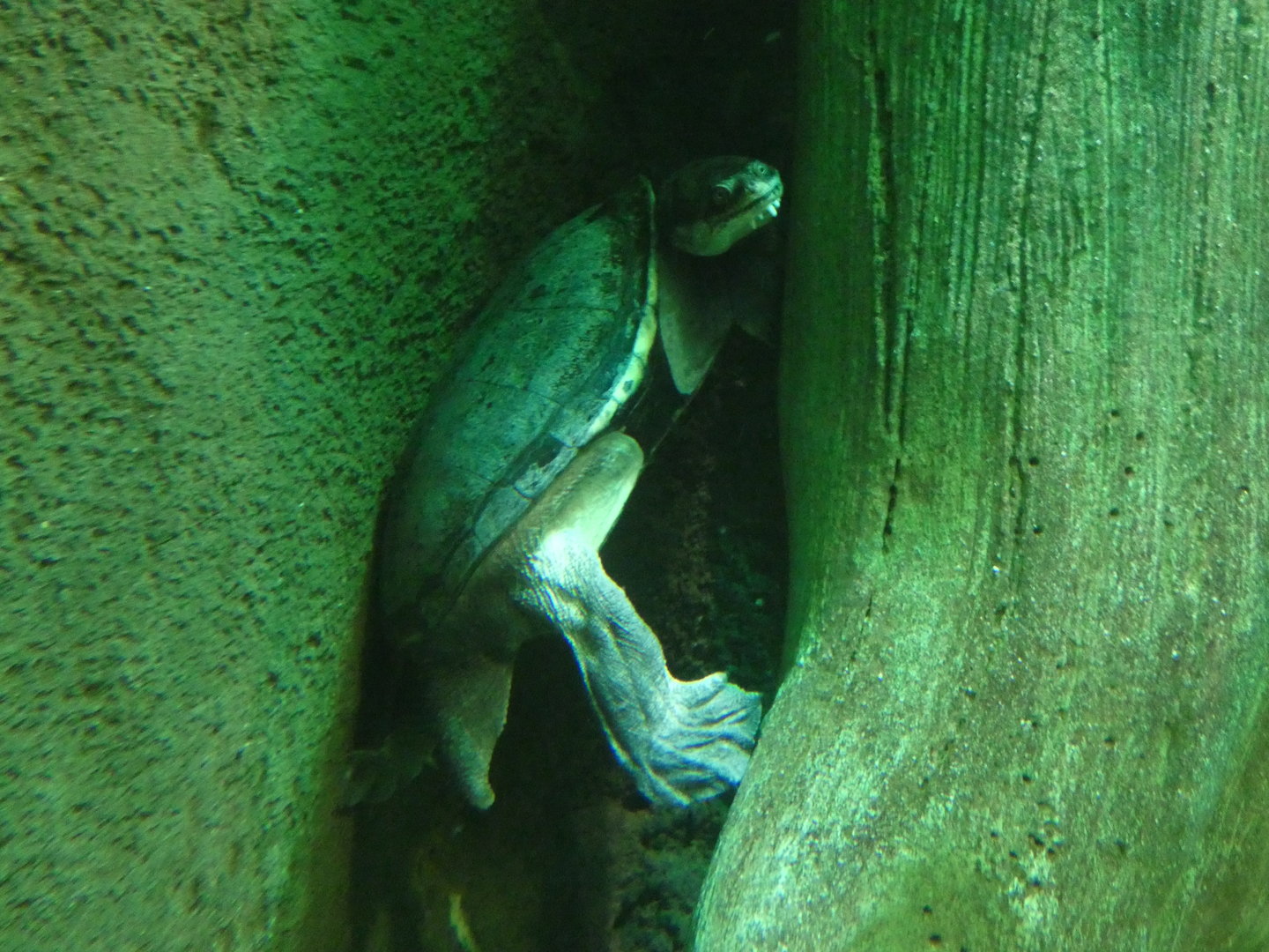Common snake-necked turtle