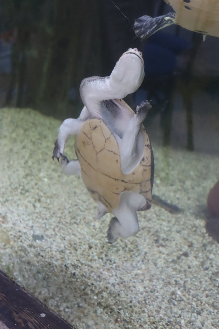 Common snake-necked Turtle