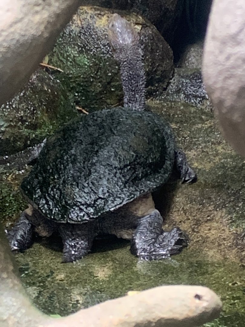 Common snake-necked turtle
