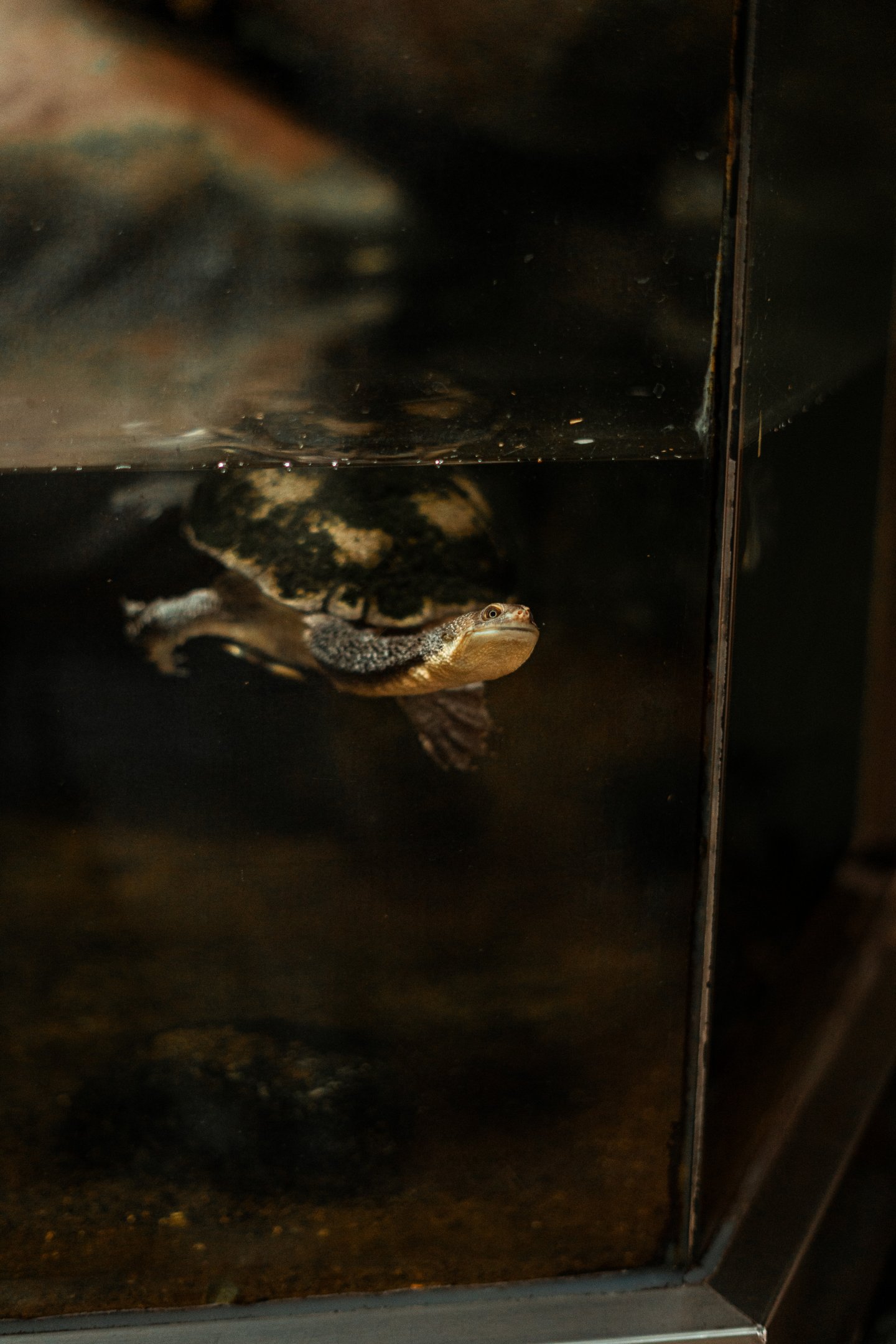 Common snake-necked turtle
